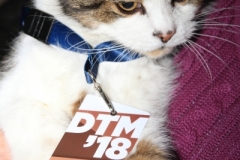 Max, der DTM-Kater_9819